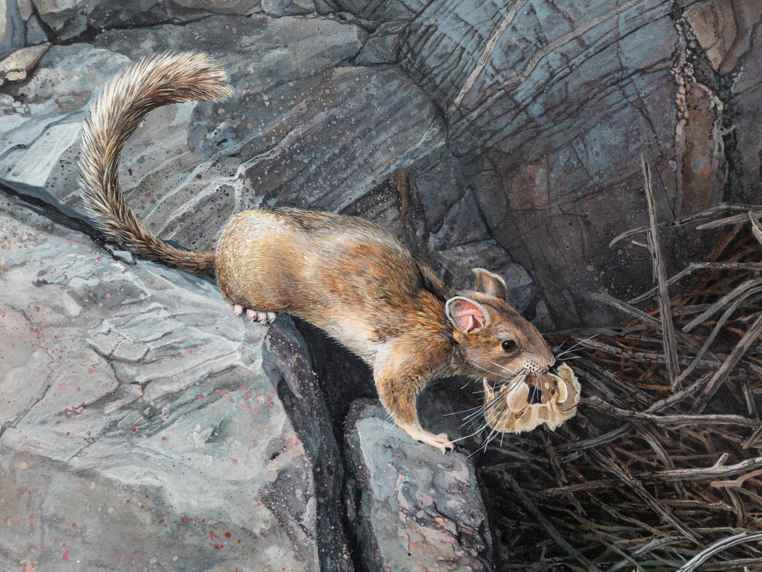 Wood Rat , 1993