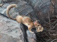 Wood Rat , 1993