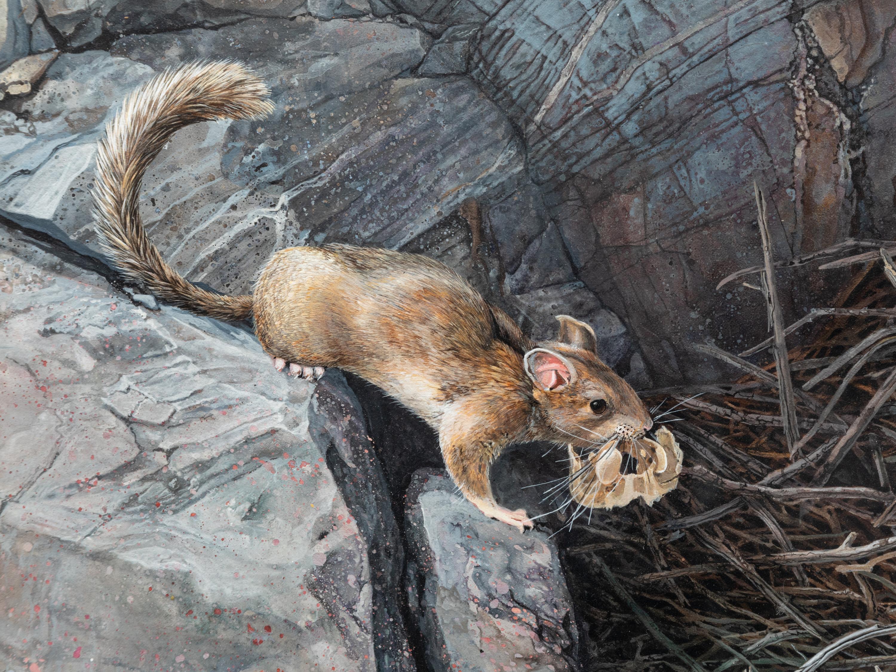 Wood Rat , 1993