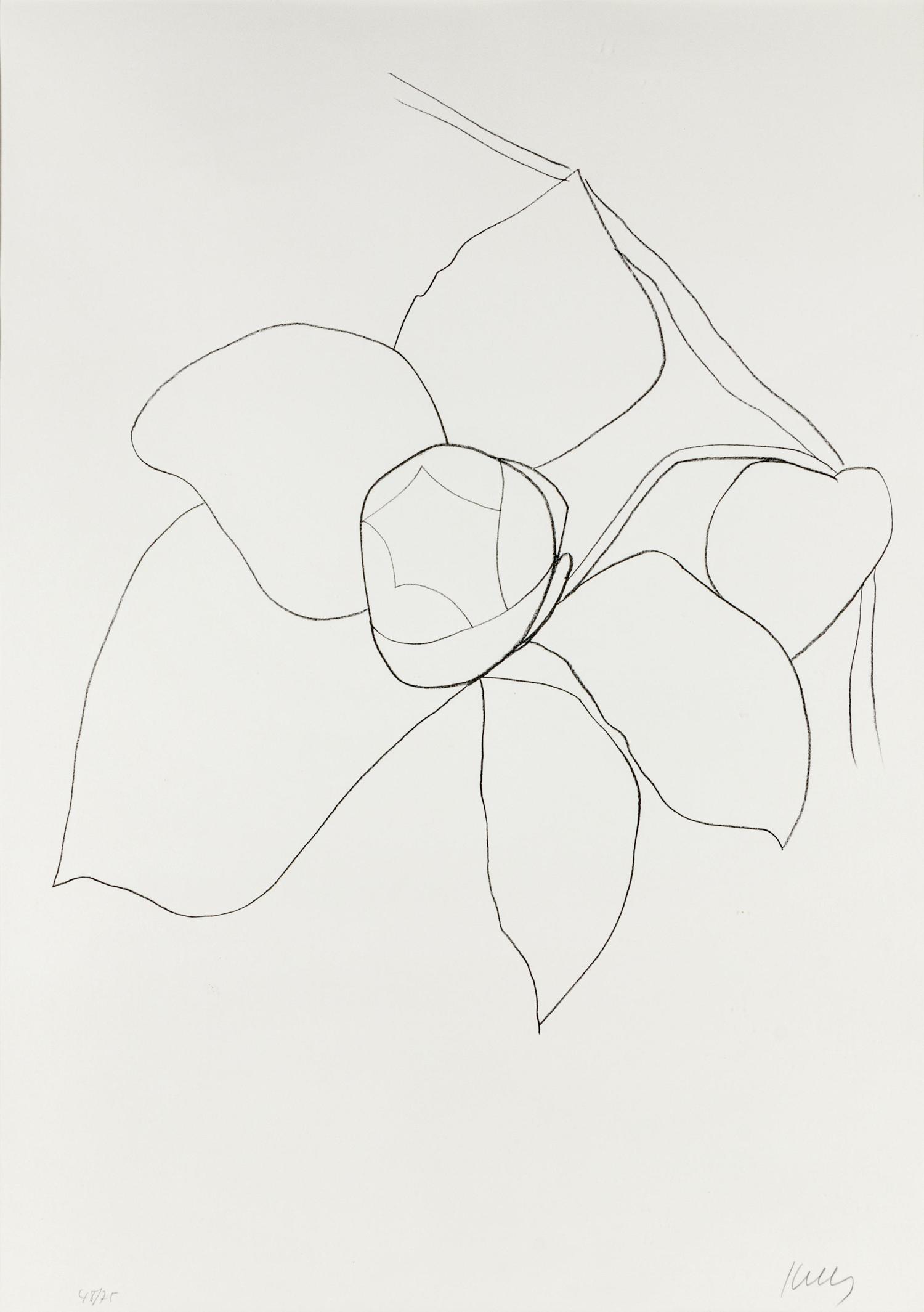 Camellia II (from Suite of Plant Lithographs), ca. 1964-1965