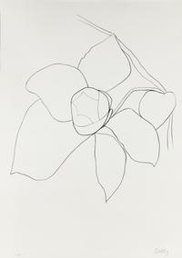 Camellia II (from Suite of Plant Lithographs), ca. 1964-1965