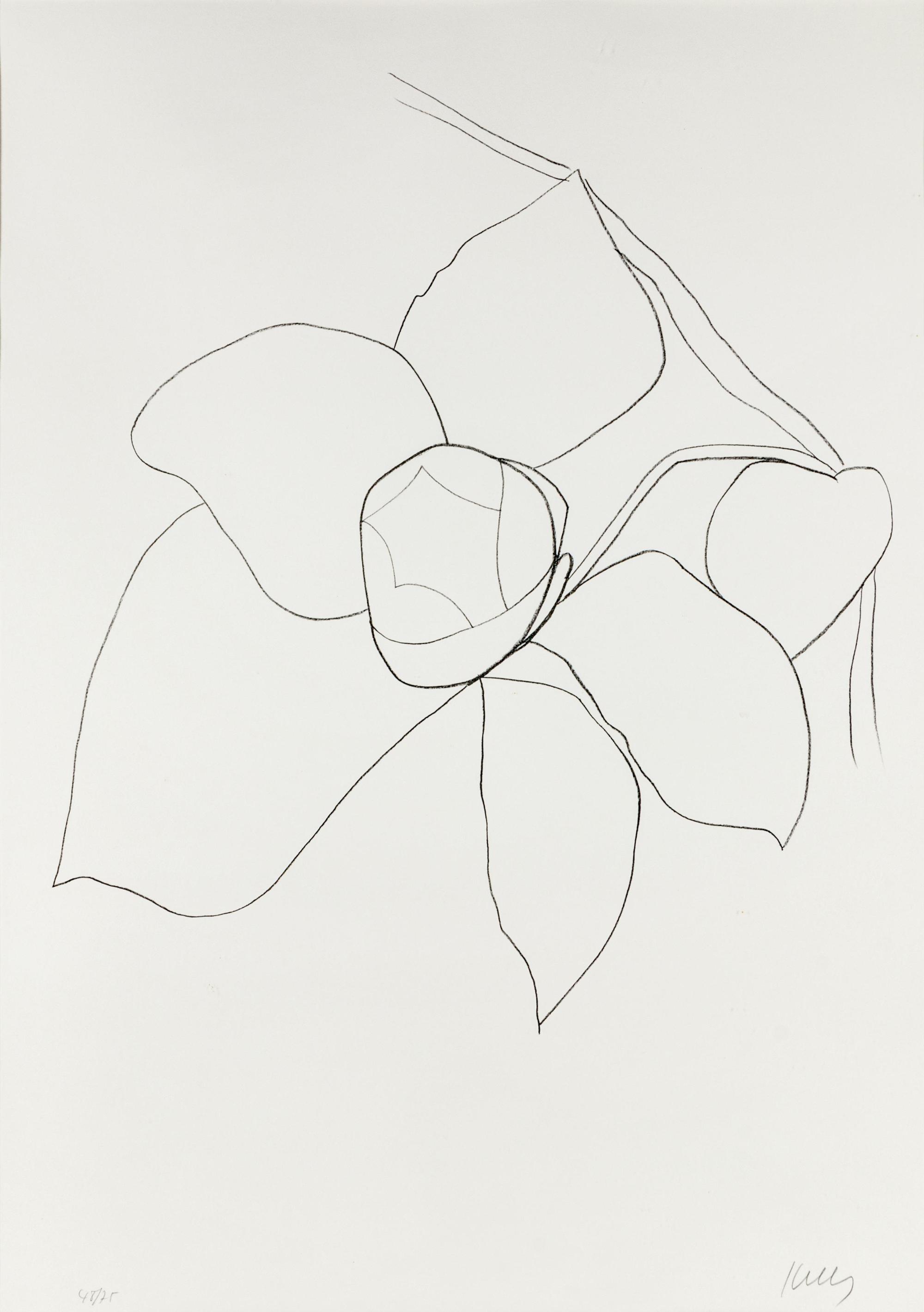 Camellia II (from Suite of Plant Lithographs), ca. 1964-1965