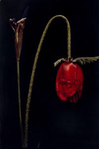 White Orchid One and Untitled (A Pair of Works)