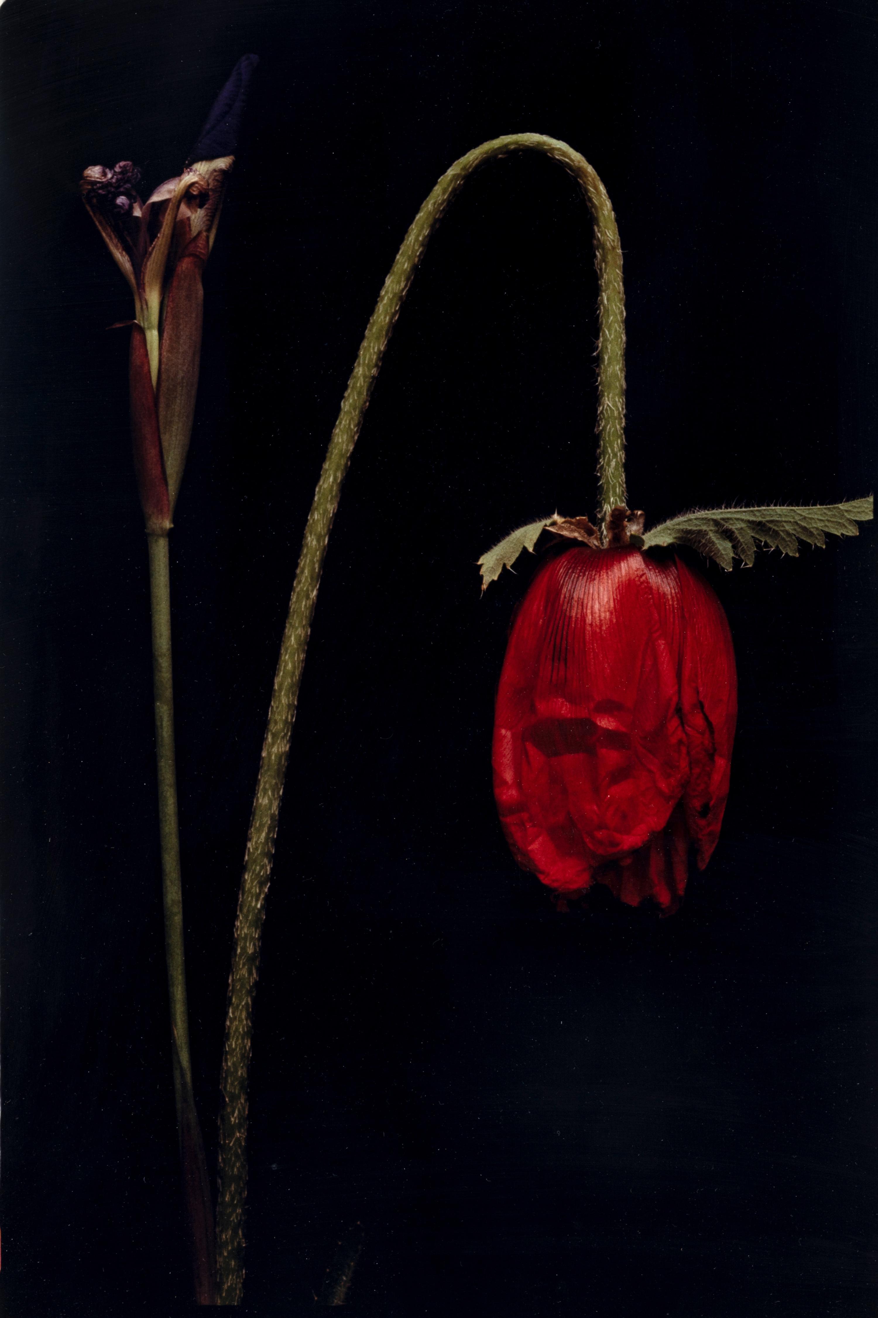 White Orchid One and Untitled (A Pair of Works)