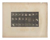 15 Plates from Animal Locomotion , 1887