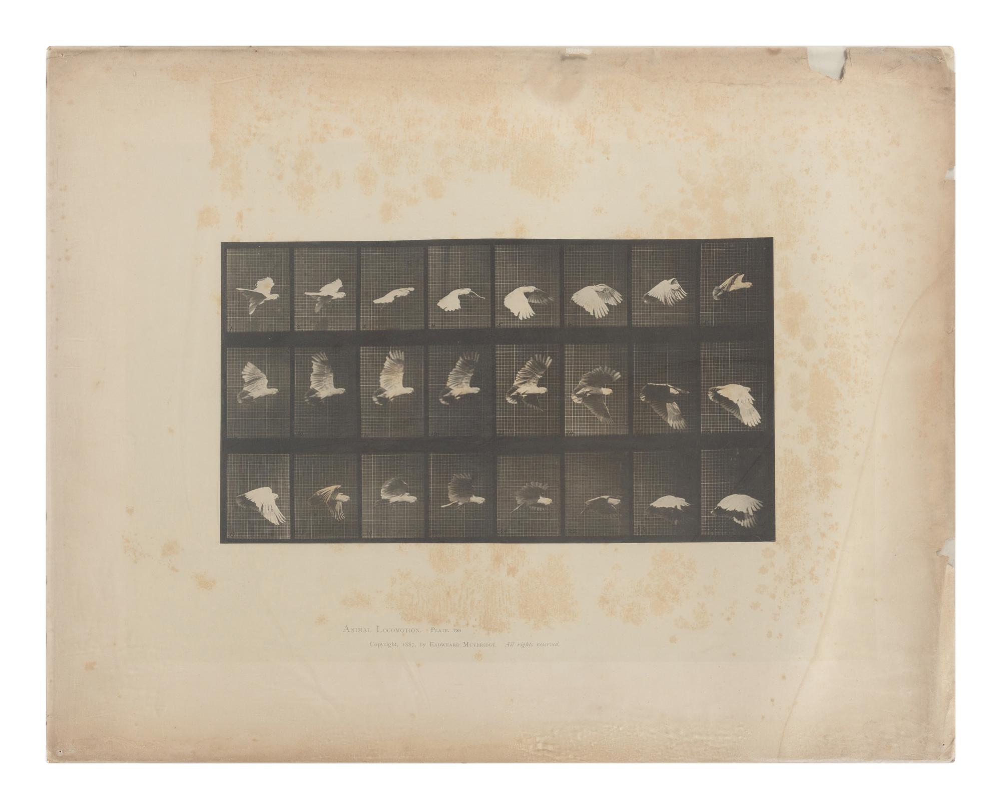 15 Plates from Animal Locomotion , 1887