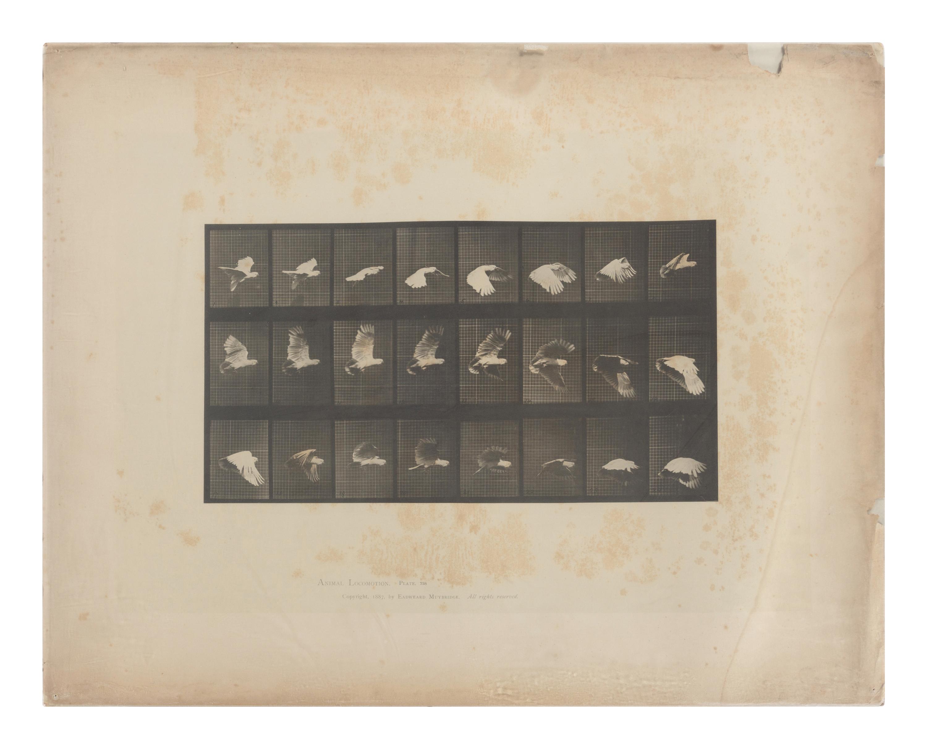 15 Plates from Animal Locomotion , 1887