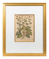 A Group of Eight Hand Colored Engravings Possibly After Matthias de l'Obel — 19TH CENTURY