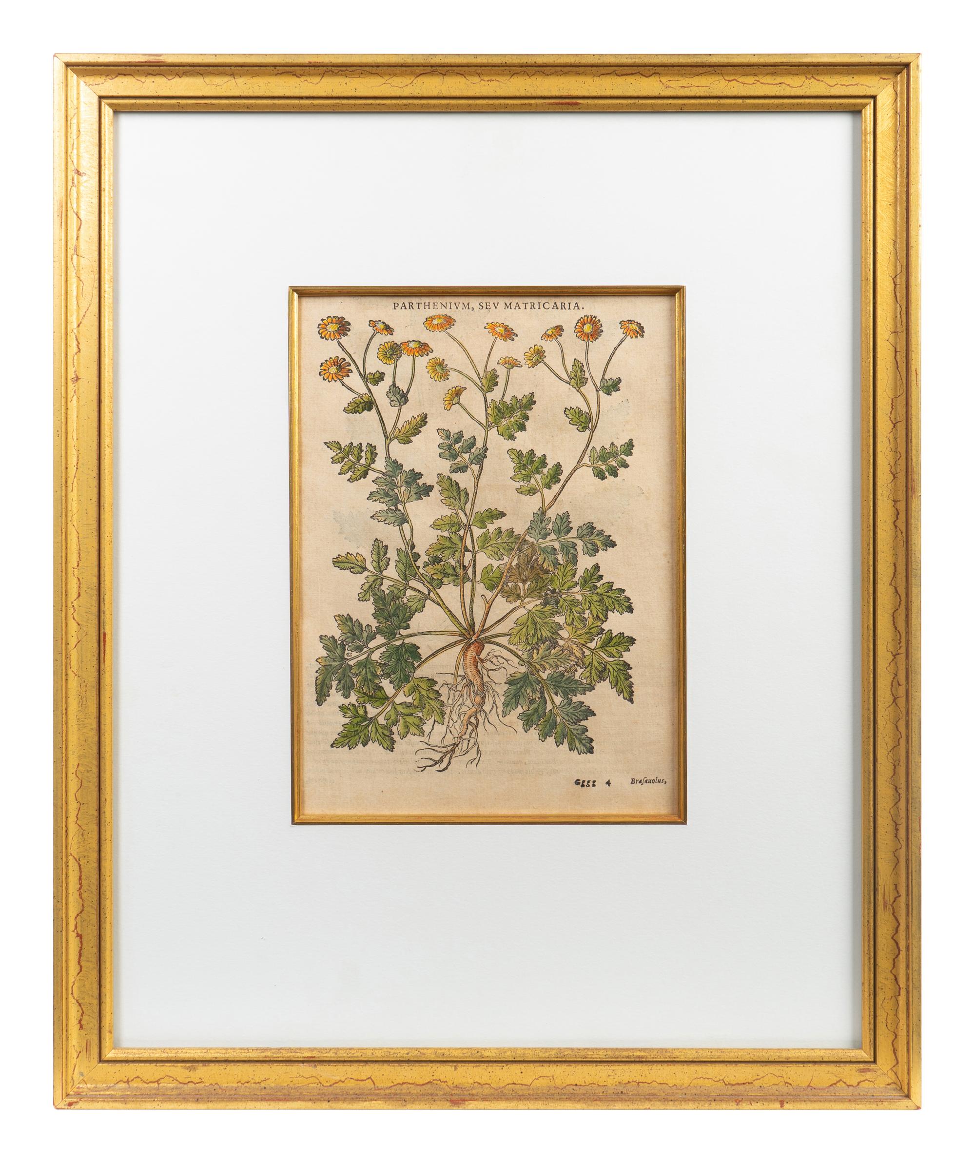 A Group of Eight Hand Colored Engravings Possibly After Matthias de l'Obel — 19TH CENTURY