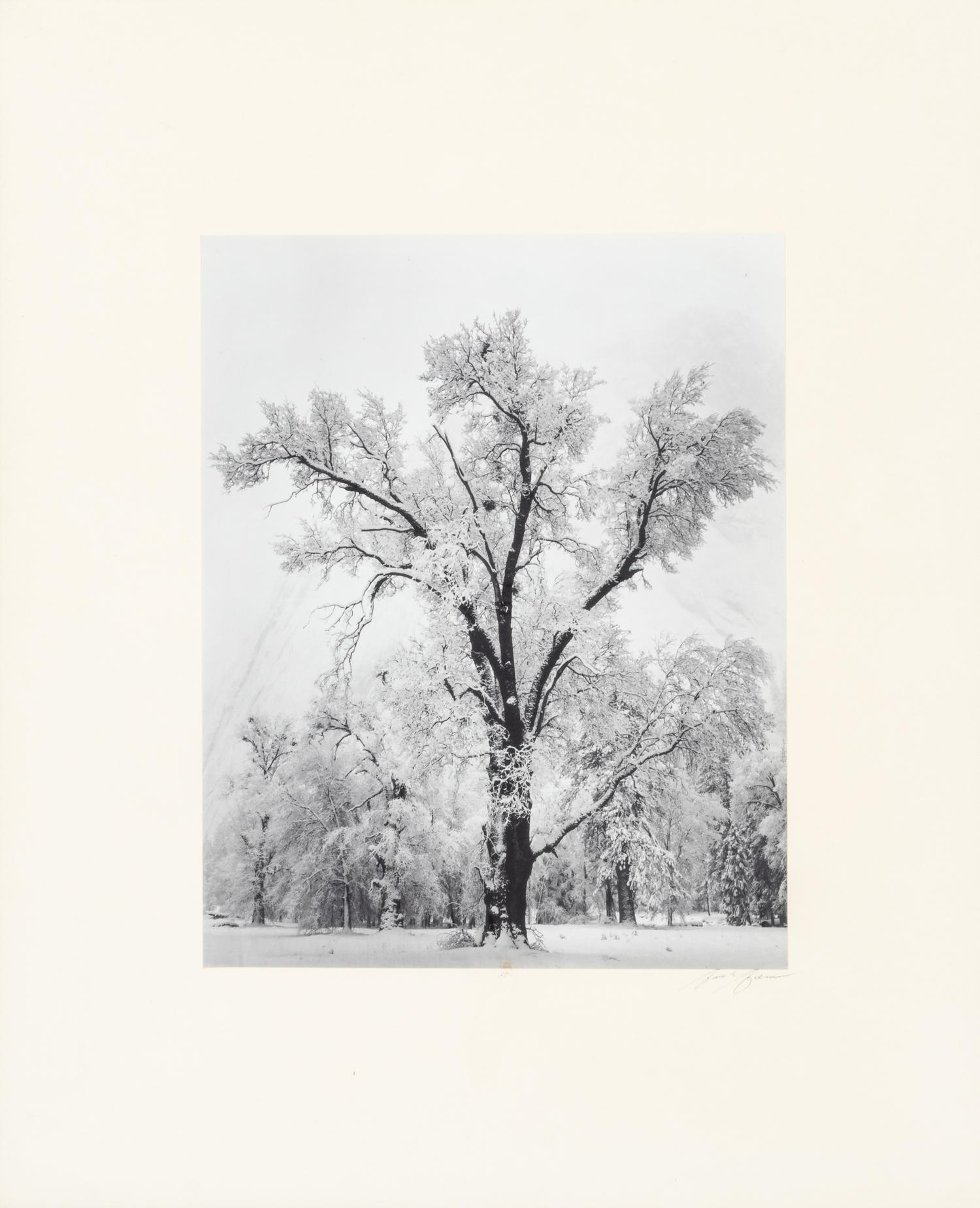 Ansel Adams (1902-1984) Oak Tree, Snow Storm, Yosemite, 1948