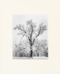 Ansel Adams (1902-1984) Oak Tree, Snow Storm, Yosemite, 1948