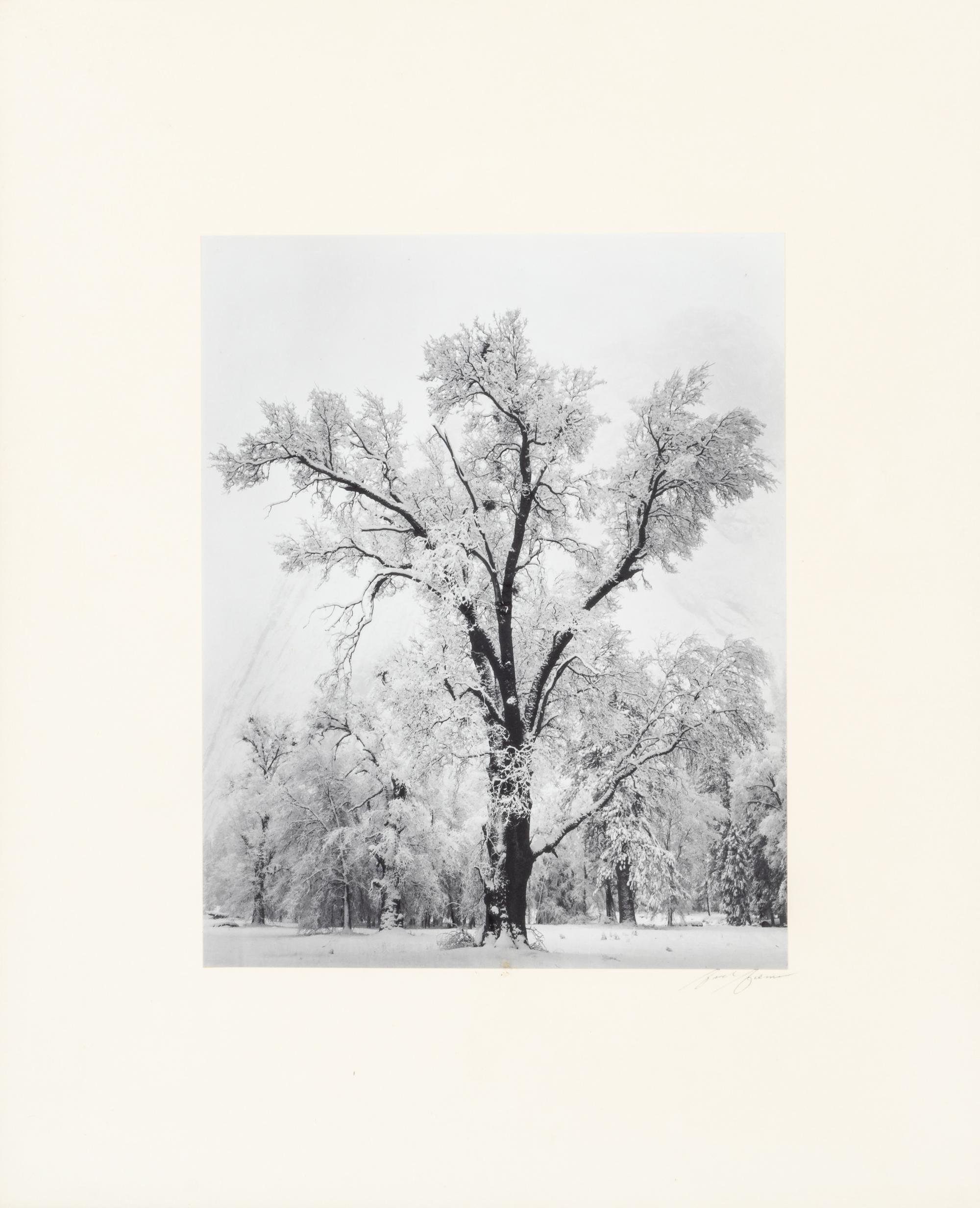 Ansel Adams (1902-1984) Oak Tree, Snow Storm, Yosemite, 1948