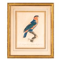 A Group of Nine Hand-Colored Engravings of Birds