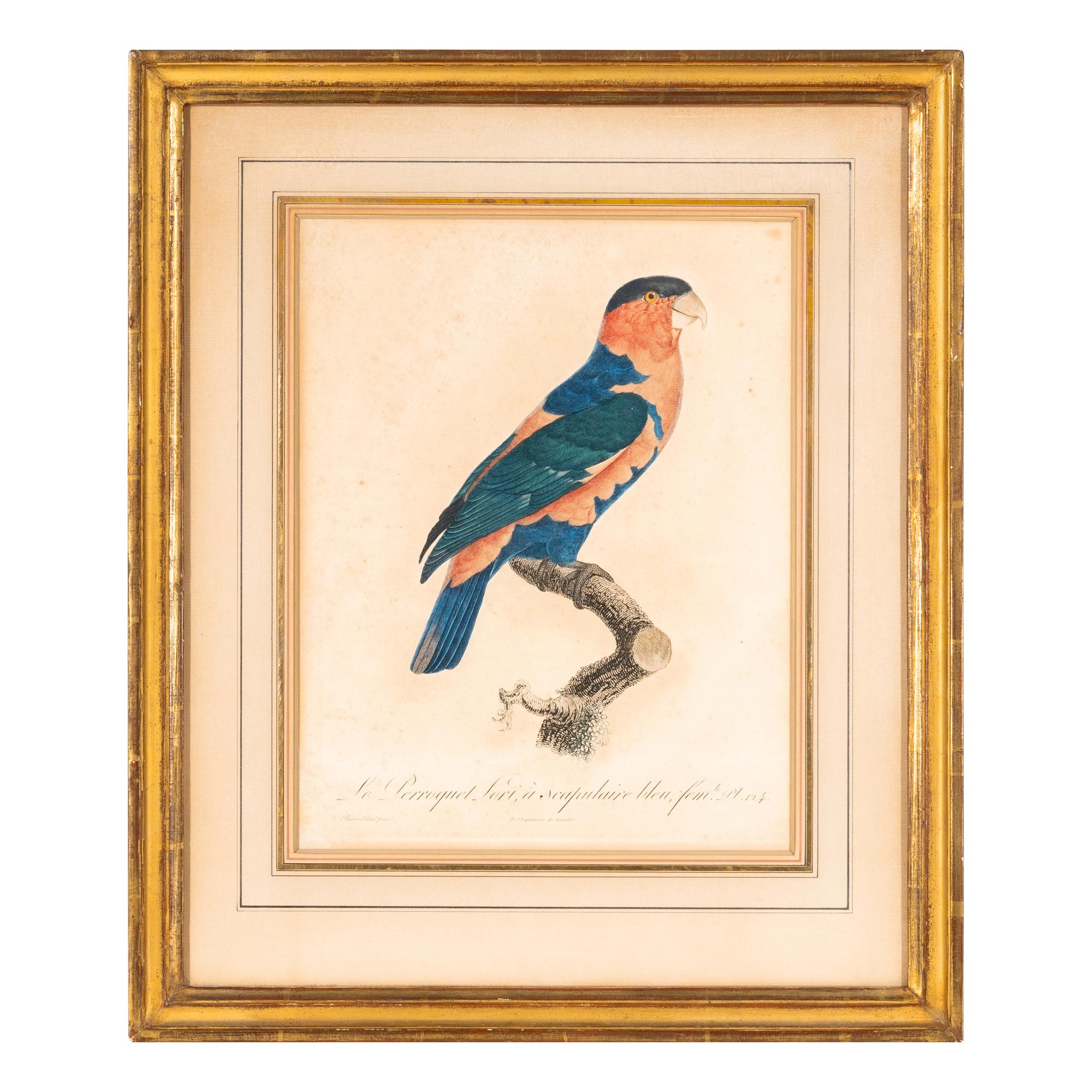 A Group of Nine Hand-Colored Engravings of Birds