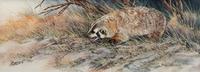 Badger