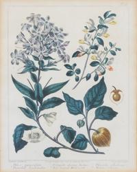 A Group of Six Botanical Color Prints 9 1/2 x 7 3/4 inches. — 20TH CENTURY