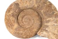 An Ammonite Fossil