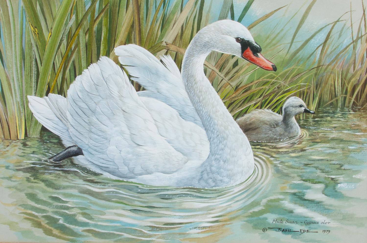 Basil Ede, (British, b. 1931), Mute Swan, 1979