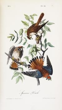 AUDUBON, JOHN JAMES. The Birds of America. New York; Philadelphia, 1840-1844. 7 vols. First octavo edition. Complete with 500 plates.