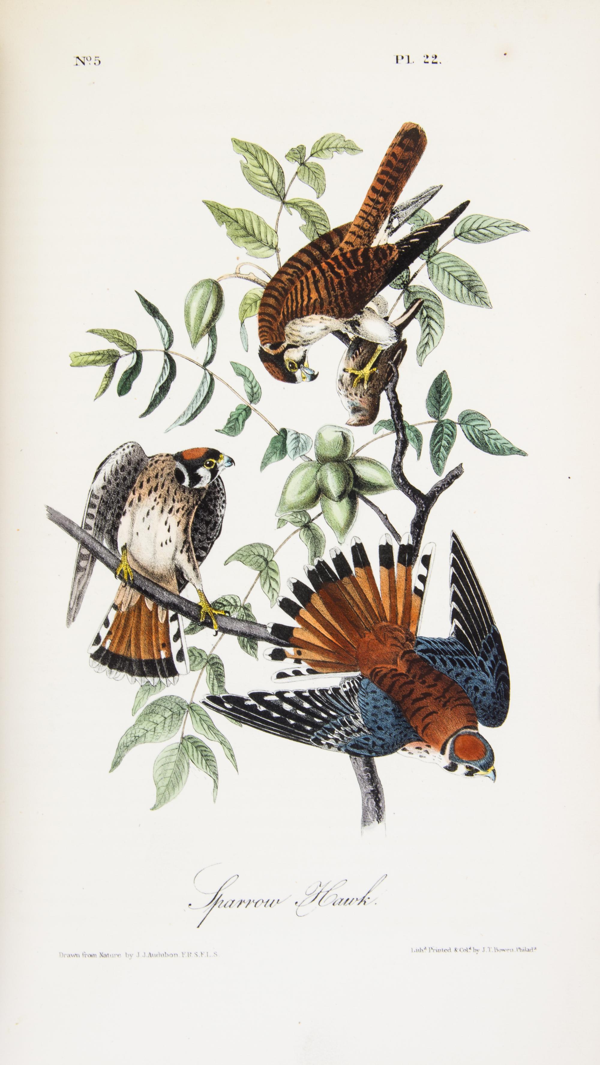 AUDUBON, JOHN JAMES. The Birds of America. New York; Philadelphia, 1840-1844. 7 vols. First octavo edition. Complete with 500 plates.