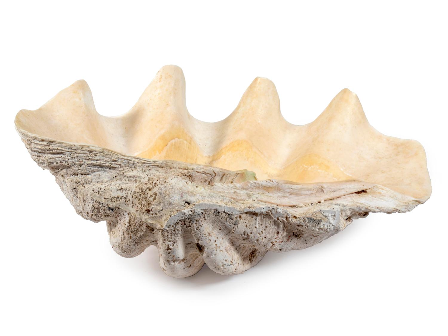 A Large Clam Shell — 20TH CENTURY