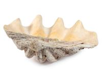 A Large Clam Shell — 20TH CENTURY