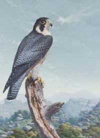 Axel Amuchastegui, (Argentinean, 1921-2002), Peregrine Falcon, 1983
