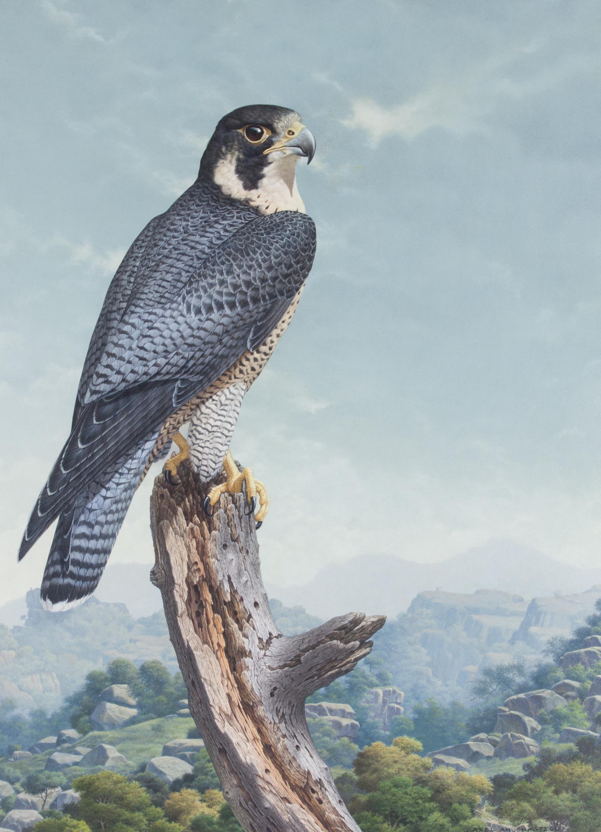 Axel Amuchastegui, (Argentinean, 1921-2002), Peregrine Falcon, 1983