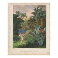 [Natural History] Thornton, Robert John. Group of 18 botanical plates from the 1812 quarto edition of "Temple of Flora"