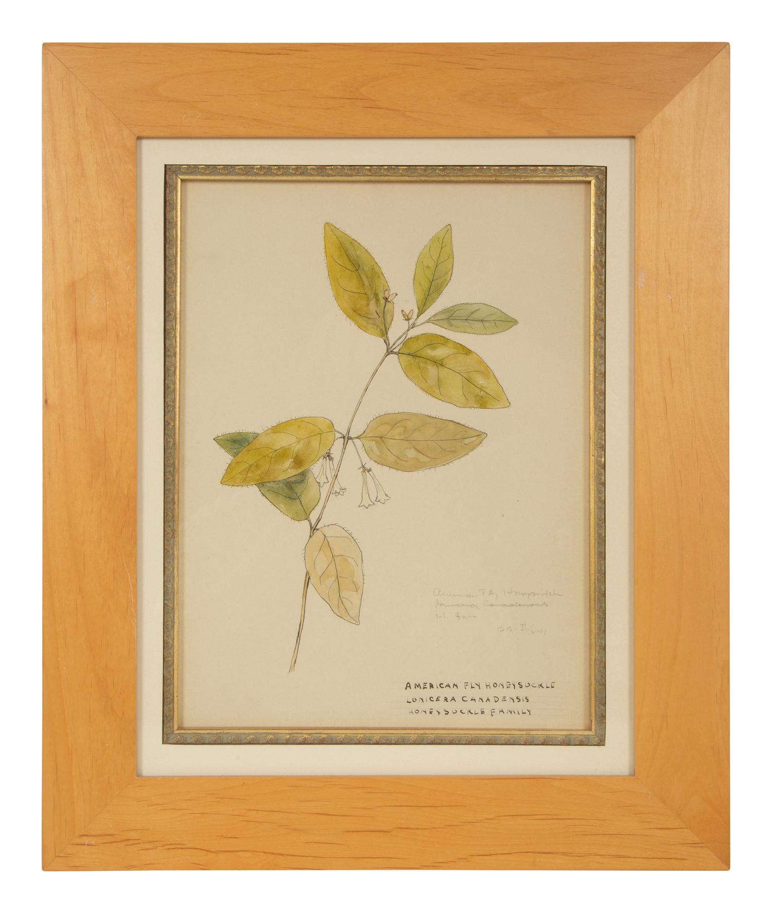 Eighteen Botanical Watercolors