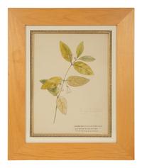 Eighteen Botanical Watercolors