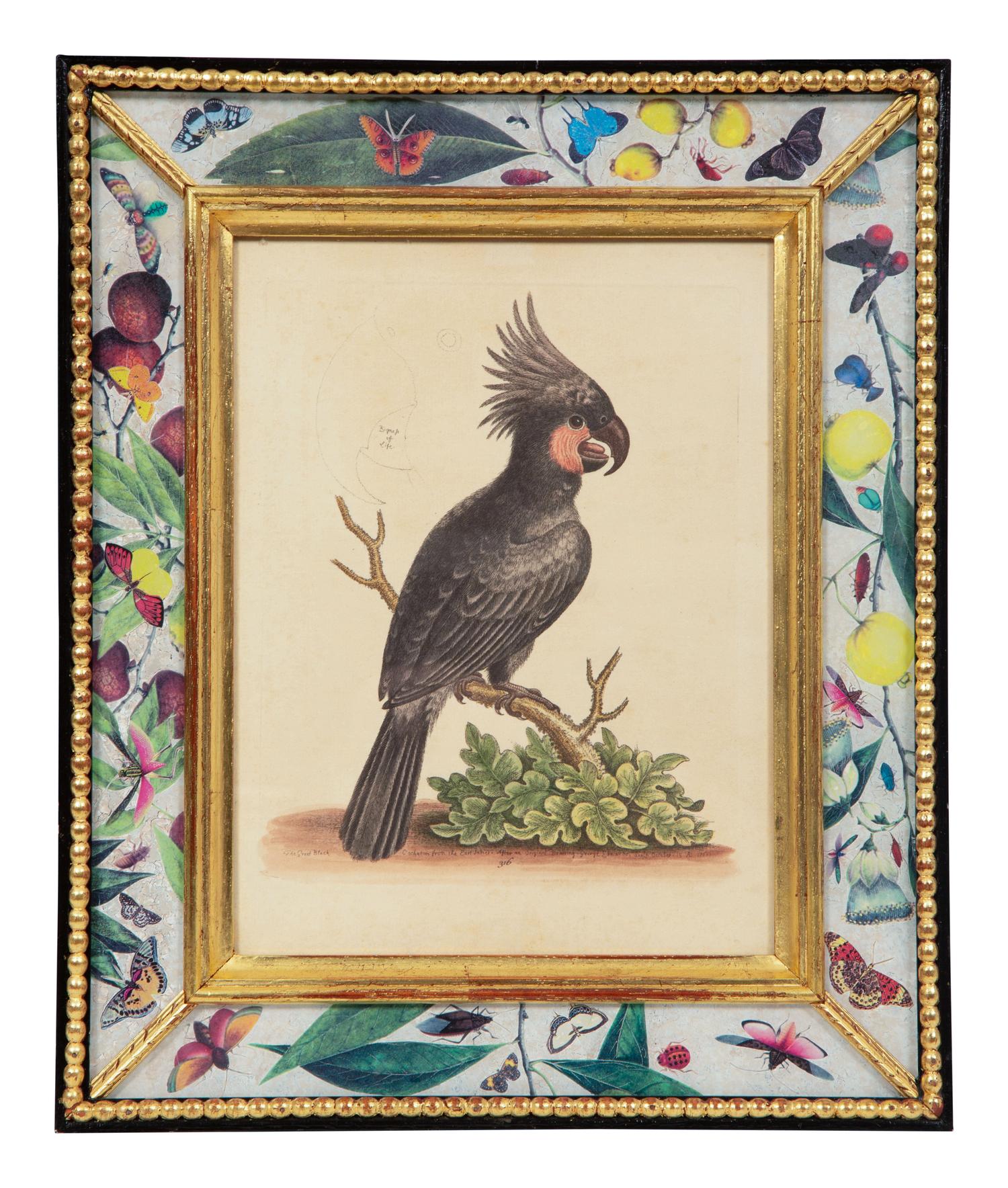 A Set of Twelve Hand-Colored Engravings of Parrots from A Natural History of Uncommon Birds by George Edwards (English, 1694-1773)