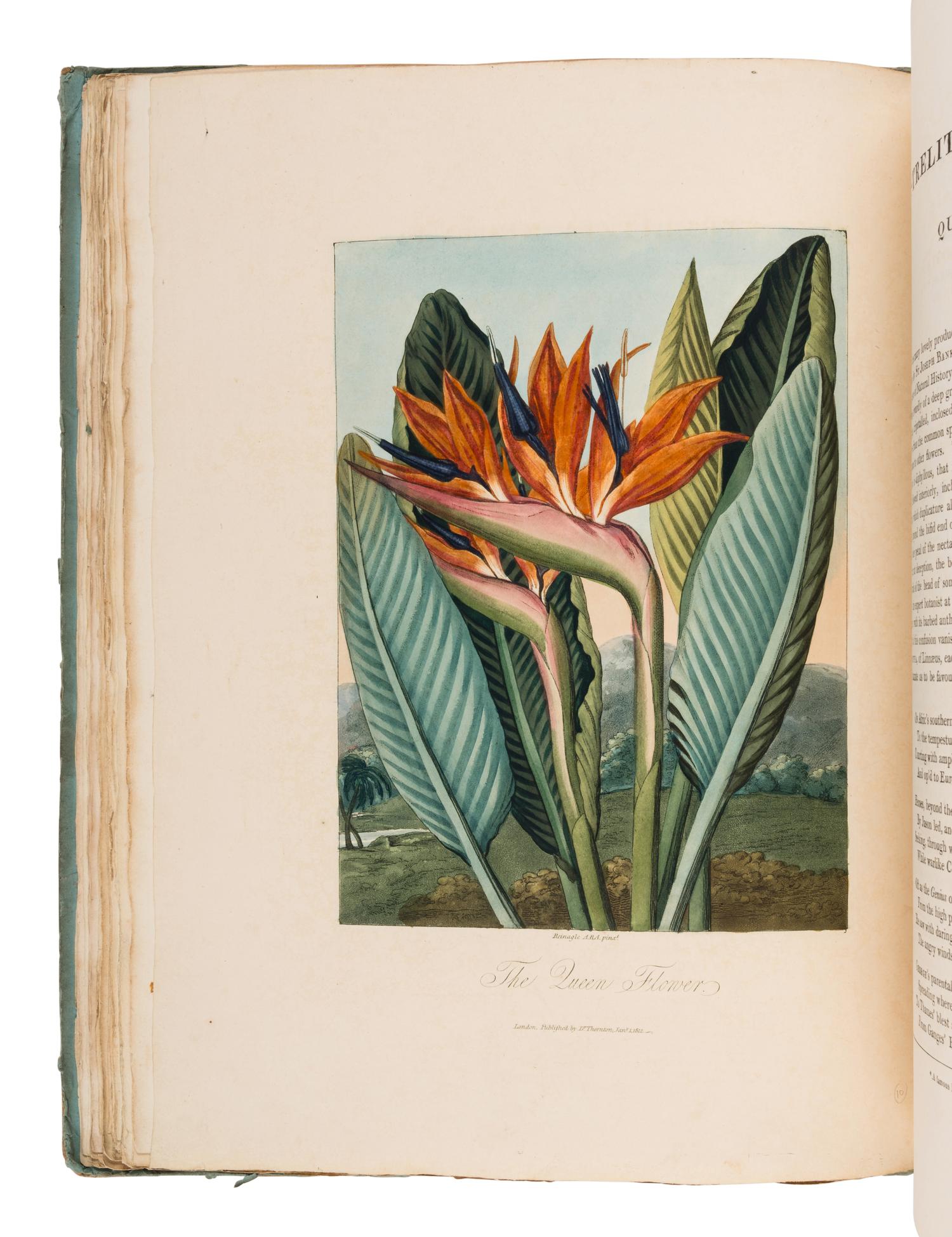 THORNTON, Robert John (1768-1837). Temple of Flora, or Garden of the Botanist, Poet, Painter, and Philosopher . London: for the author, 1812.