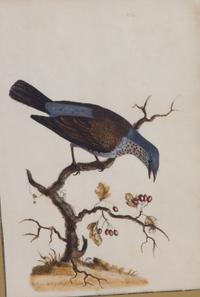A Pair of Ornithological Prints After William Hayes Framed 26 x 20 1/4 inches. — 19TH CENTURY