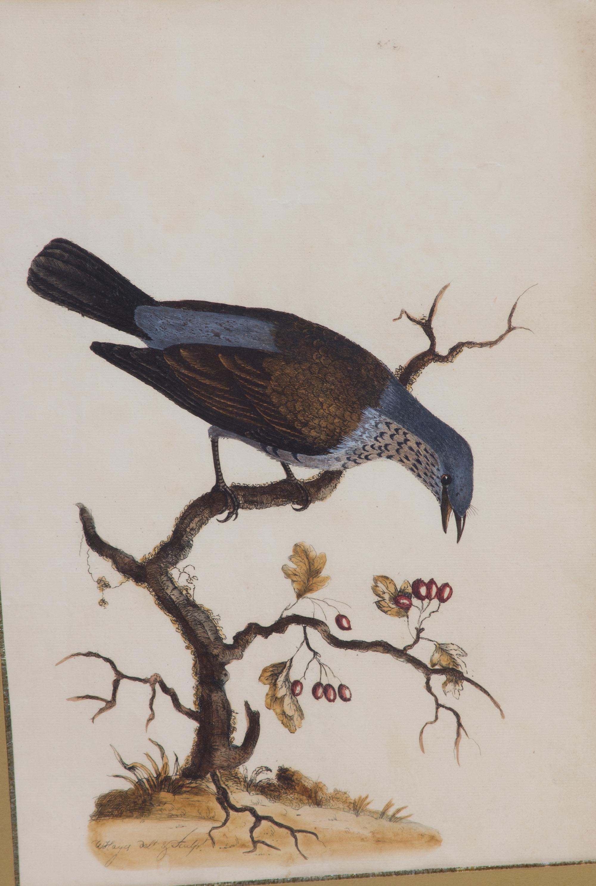 A Pair of Ornithological Prints After William Hayes Framed 26 x 20 1/4 inches. — 19TH CENTURY