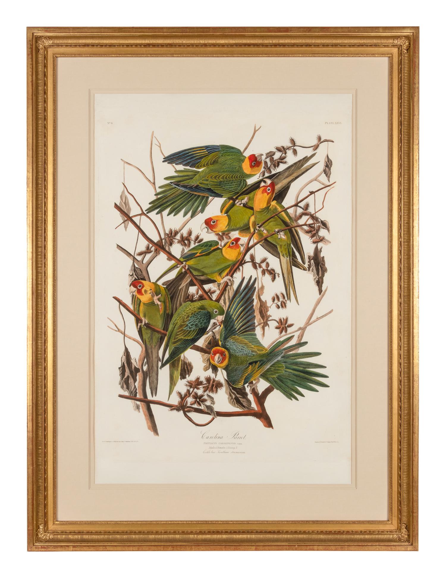 AUDUBON, John James (1785-1851)