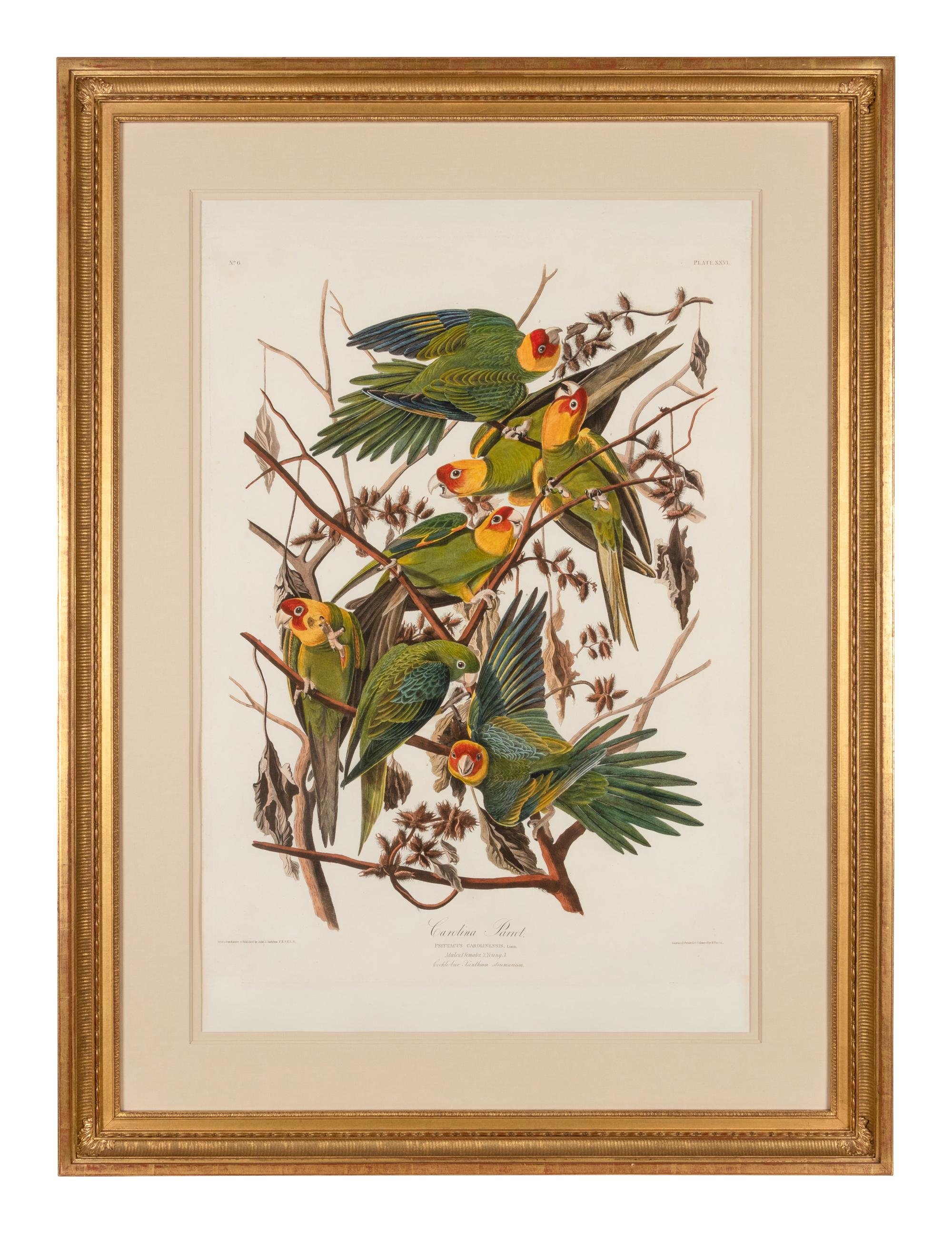 AUDUBON, John James (1785-1851)