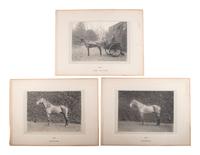 [EARLY PHOTOGRAPHY]. WINTER, W.W., photo. 6 platinum photographs of identified horses. Derby, 1900.