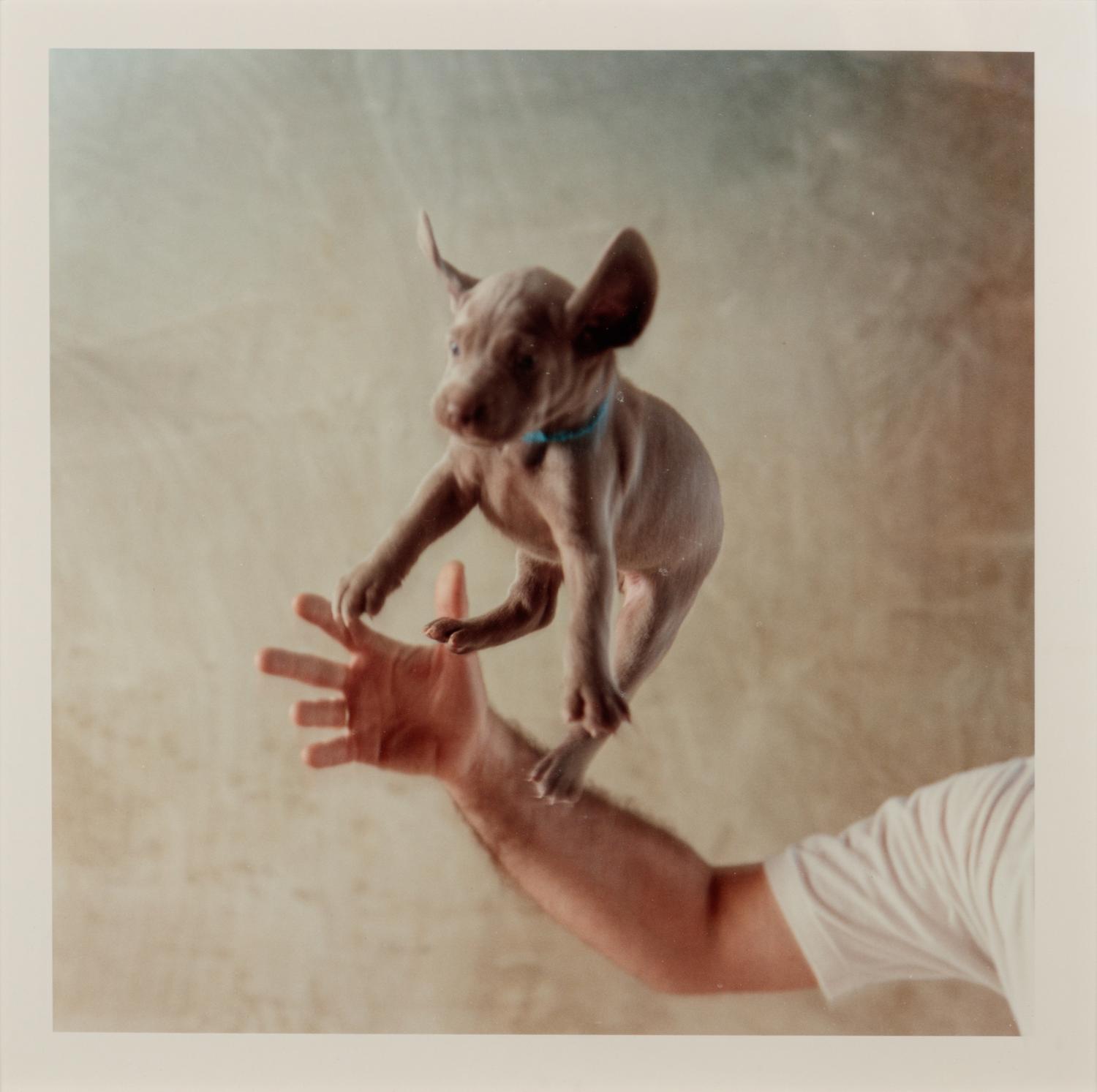 Untitled (from Puppies Portfolio )