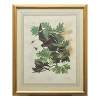 [Natural History] Audubon, John James. Night Hawk