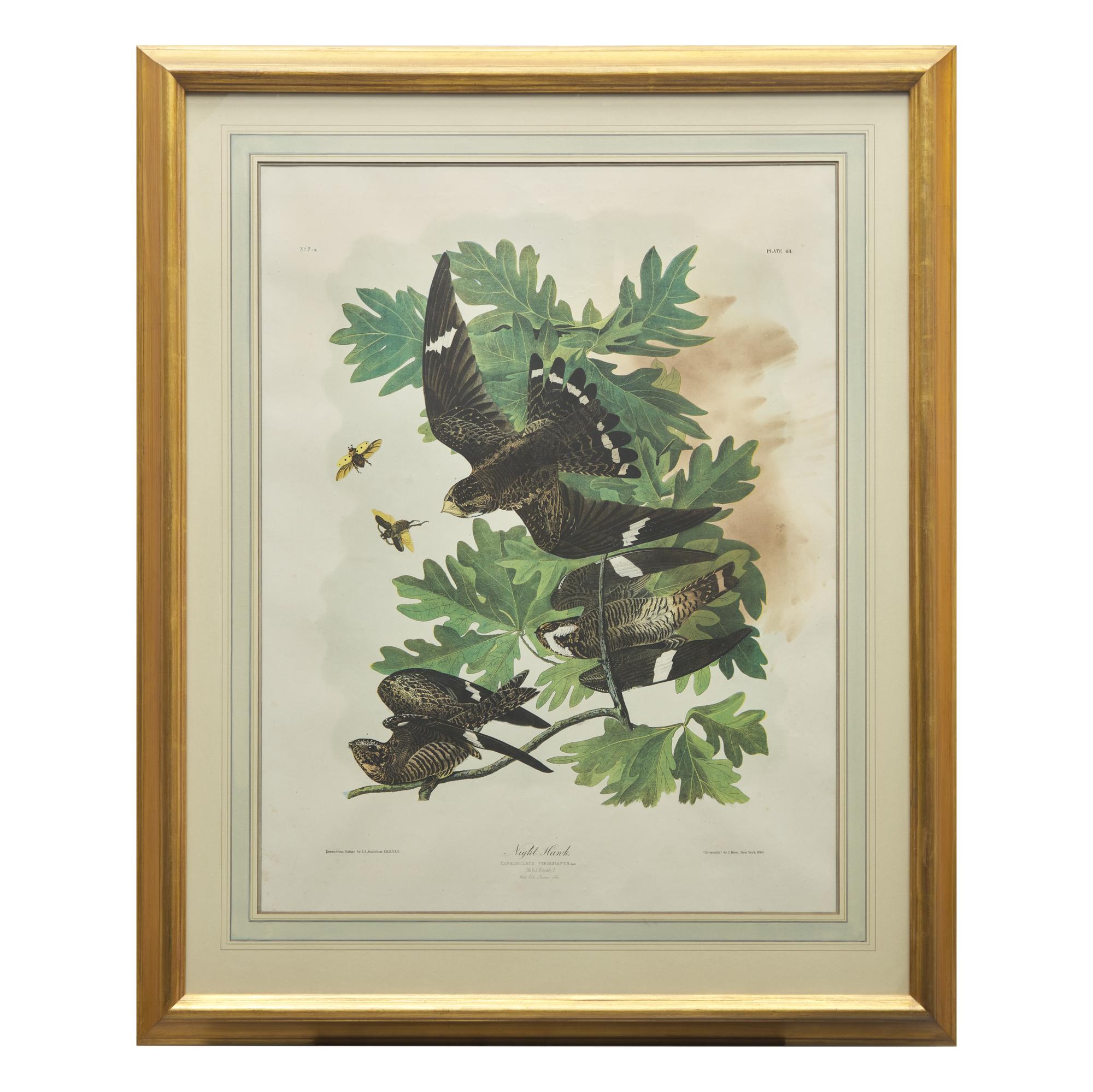 [Natural History] Audubon, John James. Night Hawk