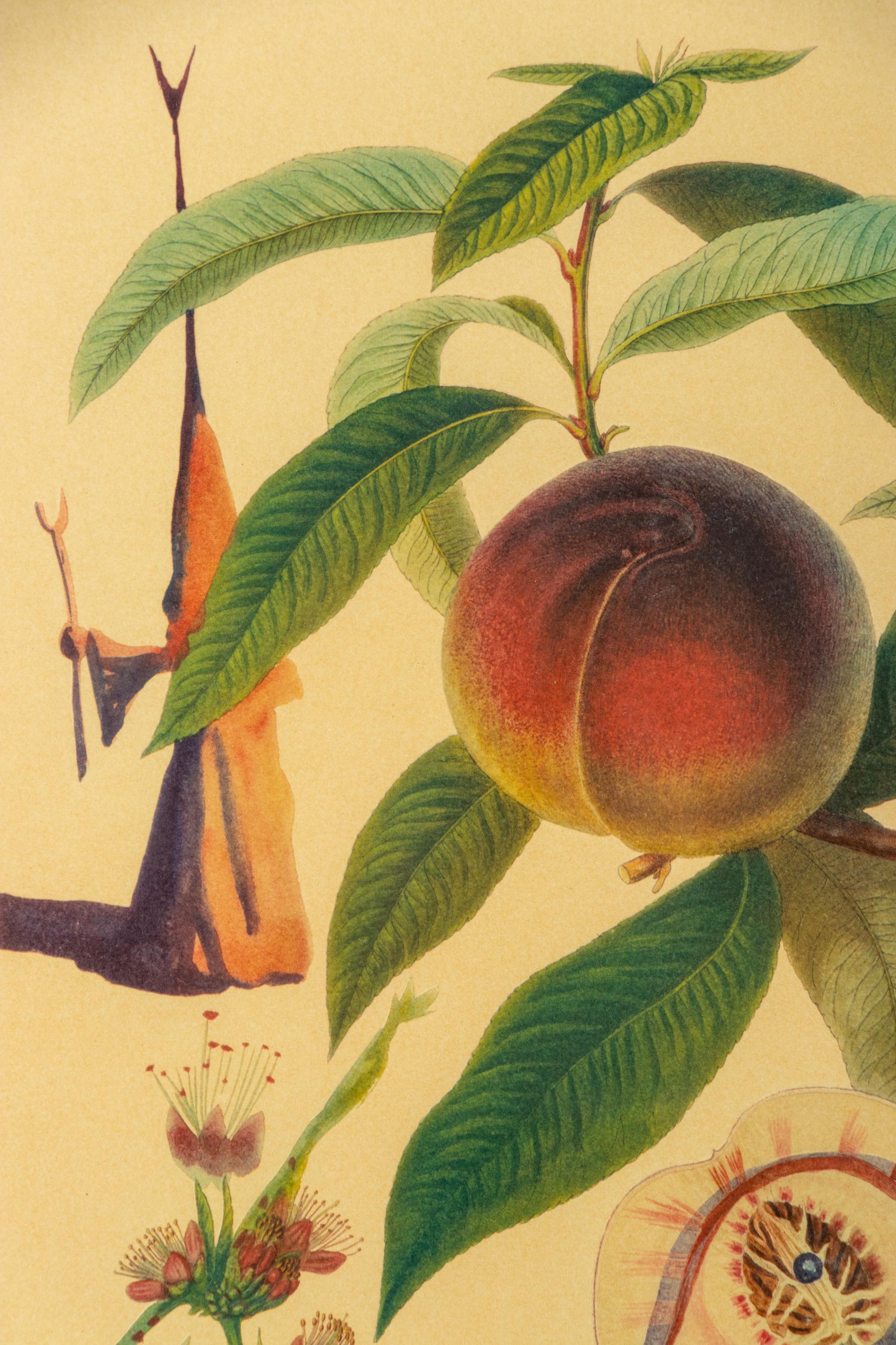 Penitent Peach Tree (Pêcher Pénitent) , from Flordali (Les Fruits)