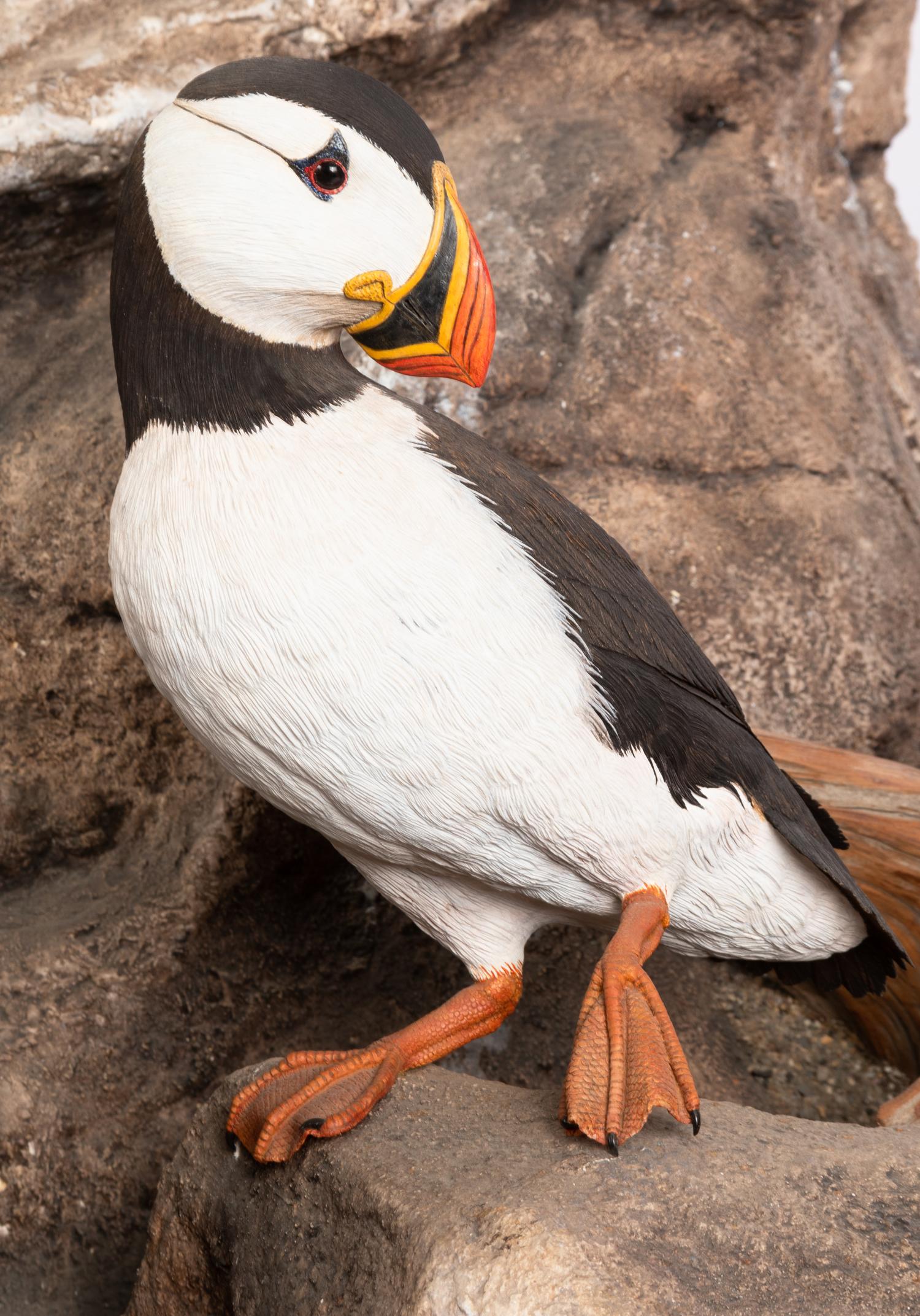 Atlantic Puffins , 1986