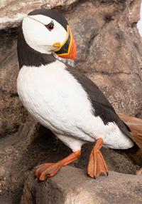 Atlantic Puffins , 1986