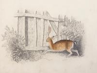 ALKEN, HENRY. [Original Drawings and Sketches], title from binding. With 7 original sketches.