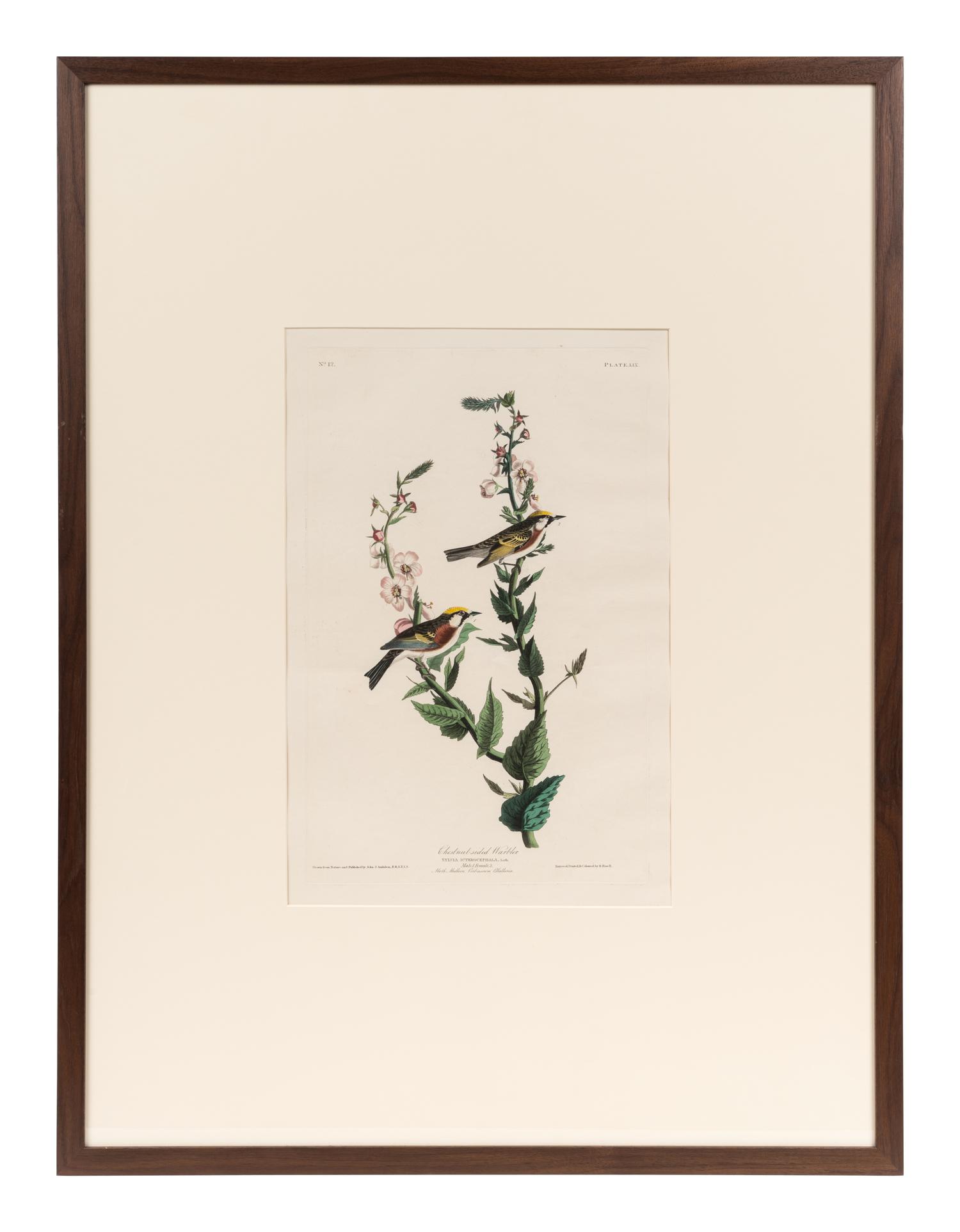AUDUBON, John James (1785-1851). Chestnut-Sided Warbler (Plate LIX)