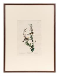 AUDUBON, John James (1785-1851). Chestnut-Sided Warbler (Plate LIX)
