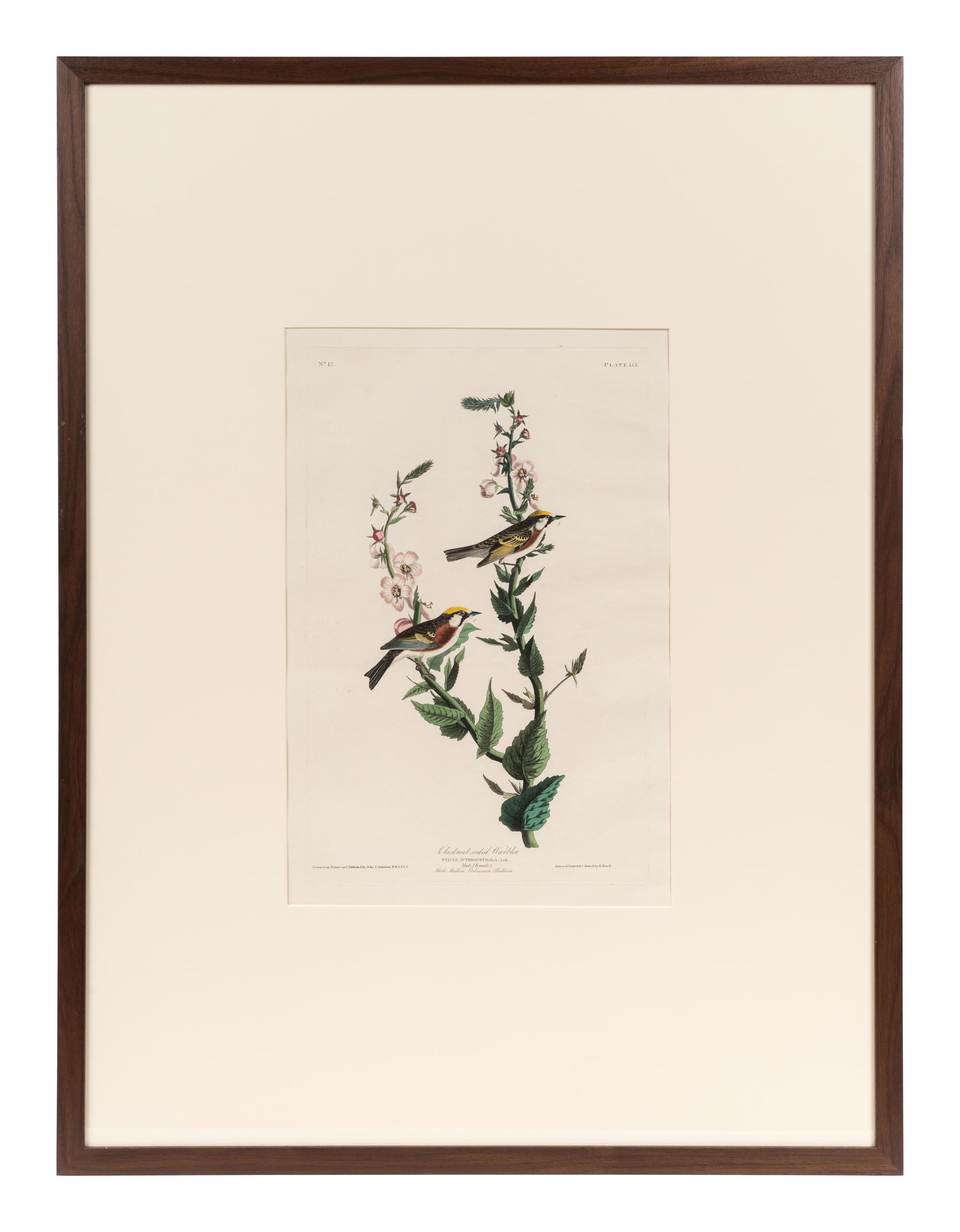 AUDUBON, John James (1785-1851). Chestnut-Sided Warbler (Plate LIX)