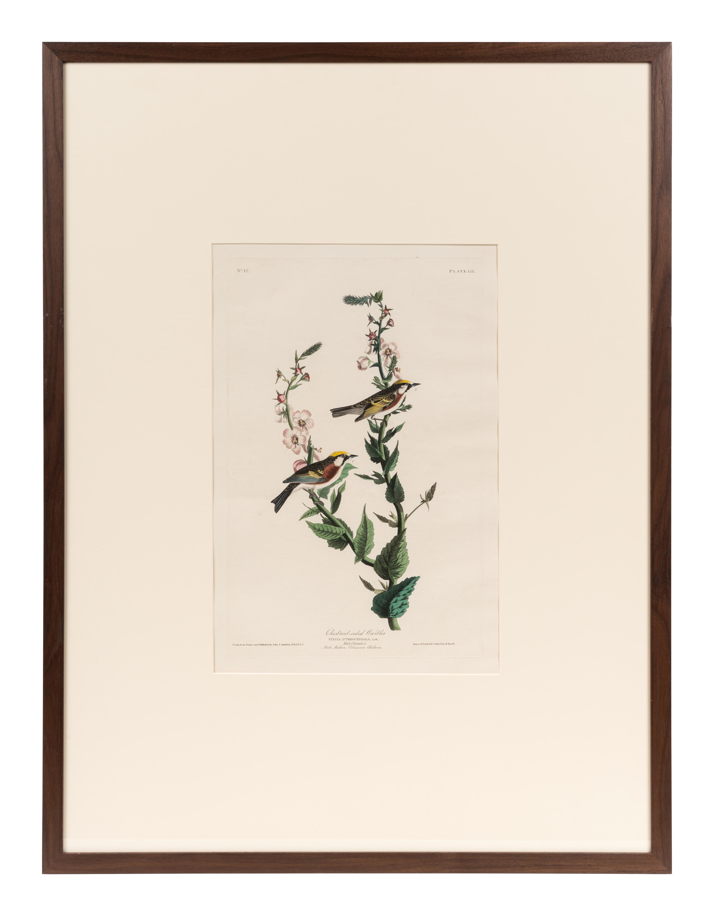AUDUBON, John James (1785-1851). Chestnut-Sided Warbler (Plate LIX)