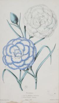 A Group of Seven Botanical Lithographs Height of each plate 8 x width 5 inches. — 20TH CENTURY
